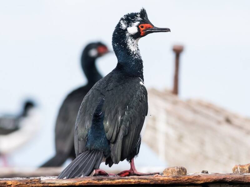 Cormorano di Magellano, Foto 4