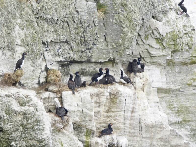 Cormorano di Magellano, Foto 2