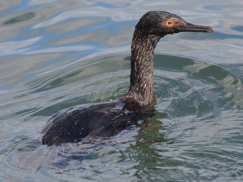Cormorano di Magellano