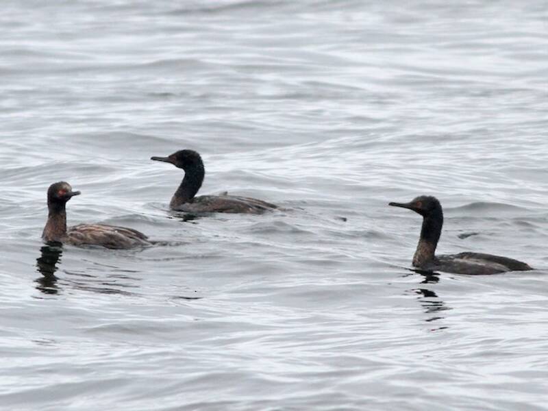 Cormorano di Magellano, Foto 3