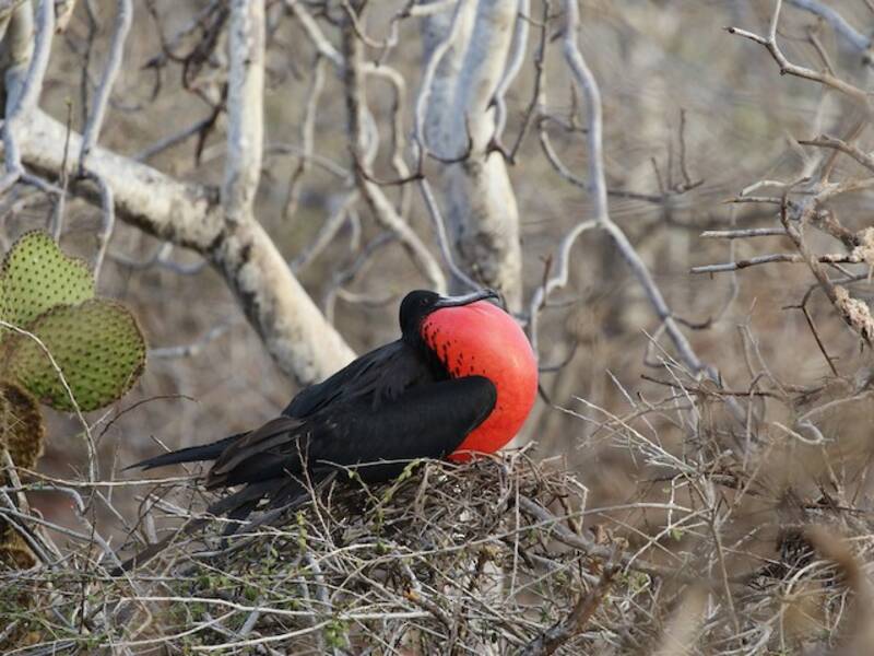 Magnificent Frigatebird, 照片 2