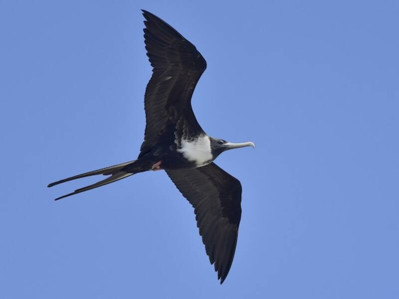 Magnificent Frigatebird, 照片 4