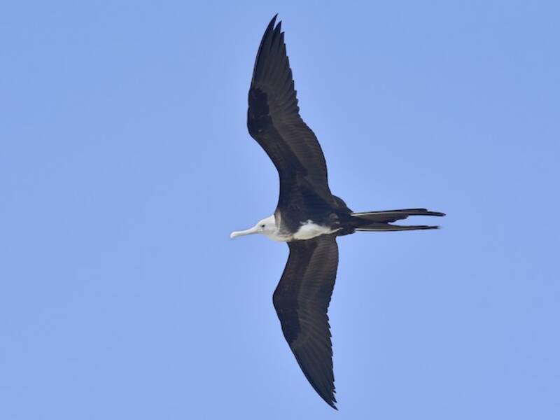 Magnificent Frigatebird, 照片 3