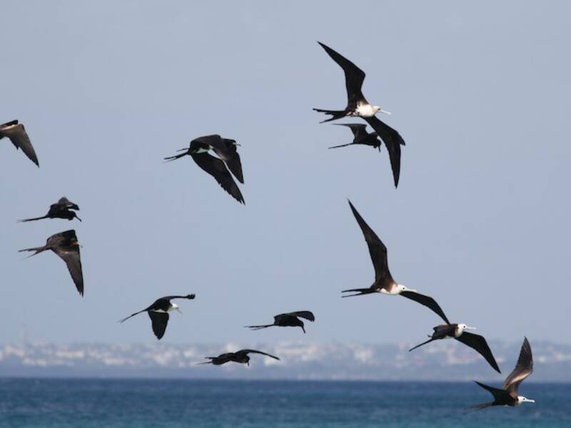 Magnificent Frigatebird (Fregata magnificens)
