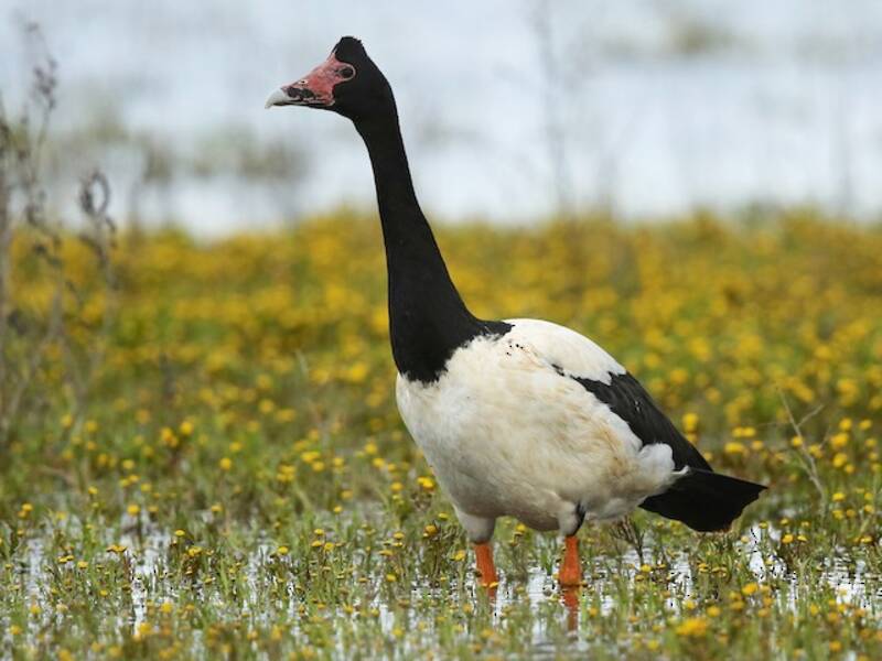 Magpie Goose
