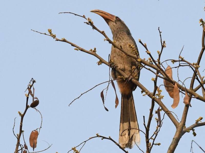 Malabar-Graunasenhornvogel