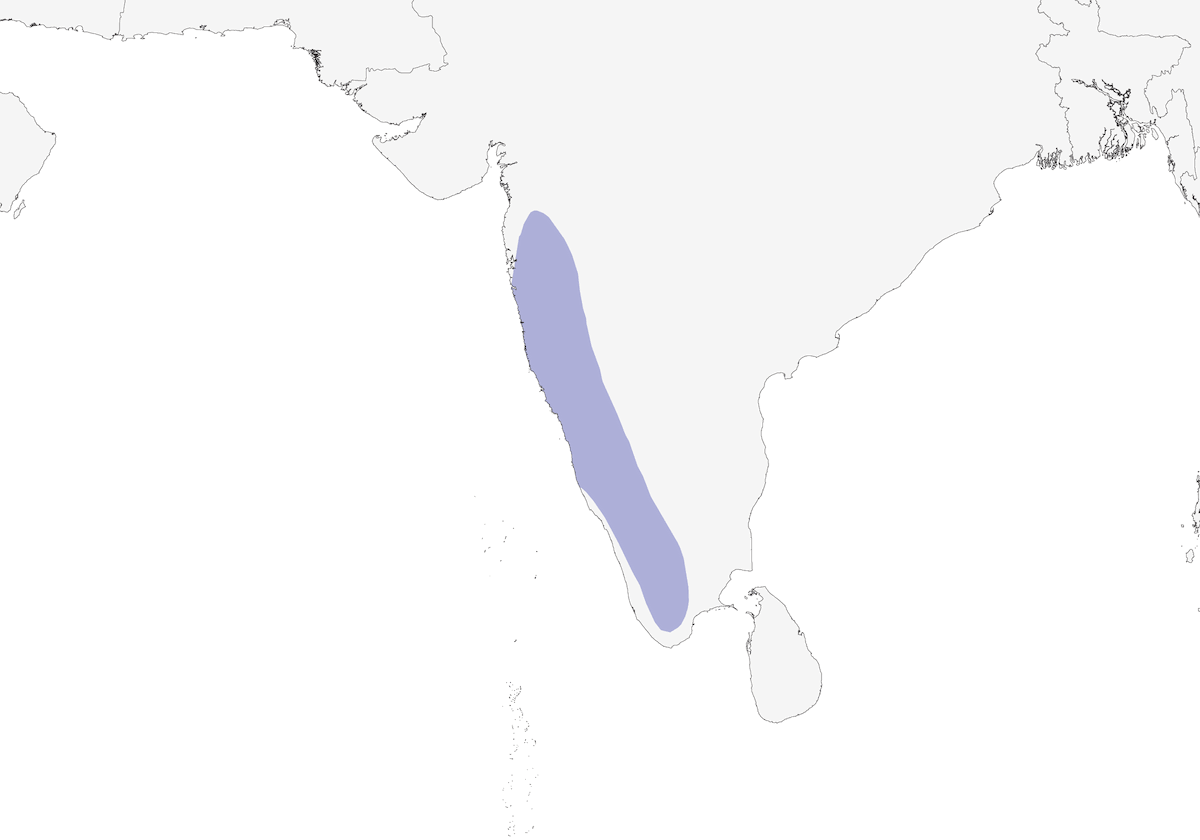 Bucero grigio del Malabar, Distribuzione 1
