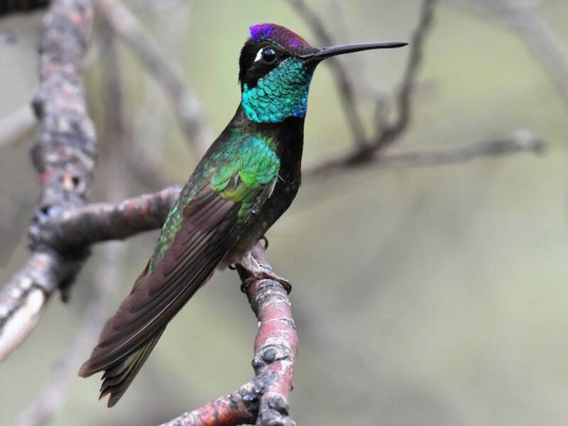 Rivoli's Hummingbird