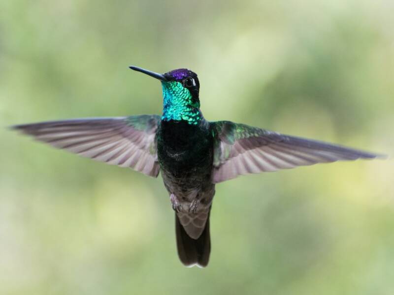 Colibrì di Rivoli, Foto 2