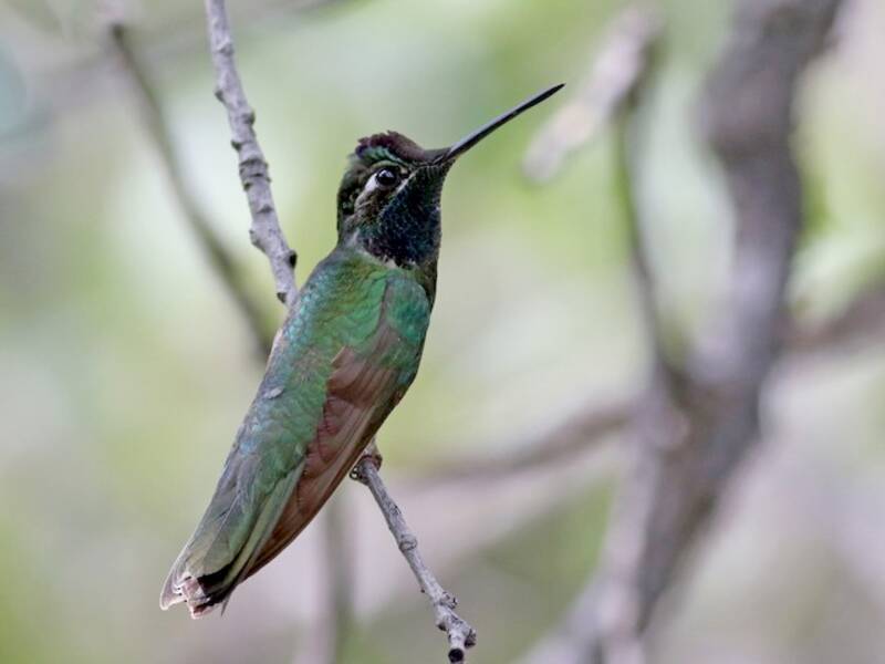 Colibrì di Rivoli, Foto 4