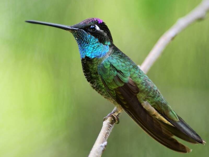 Colibrì di Rivoli, Foto 3