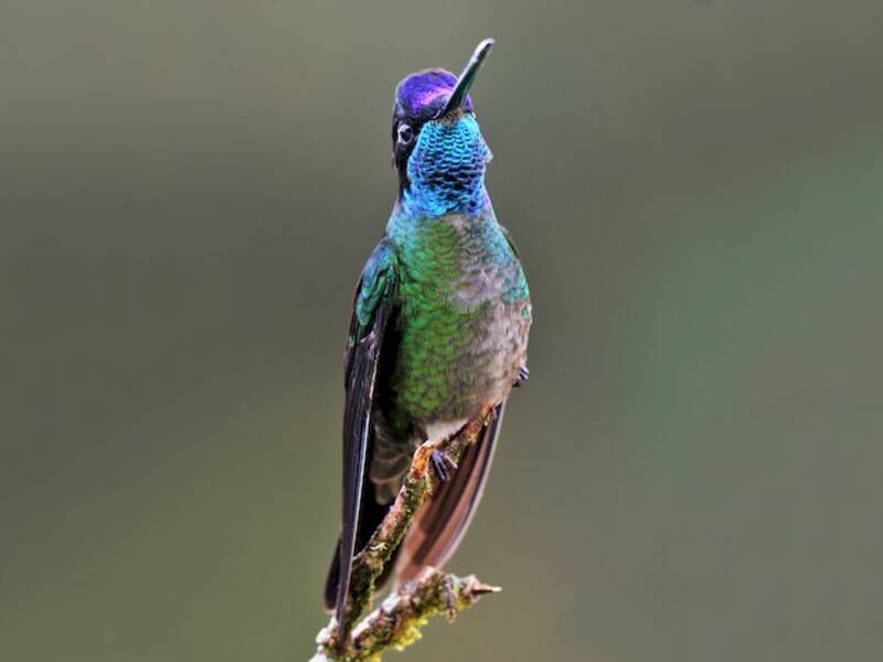 Colibri de Talamanca, Photos 4