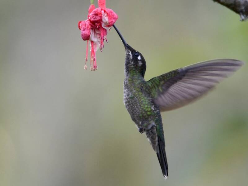 Colibri de Talamanca, Photos 3