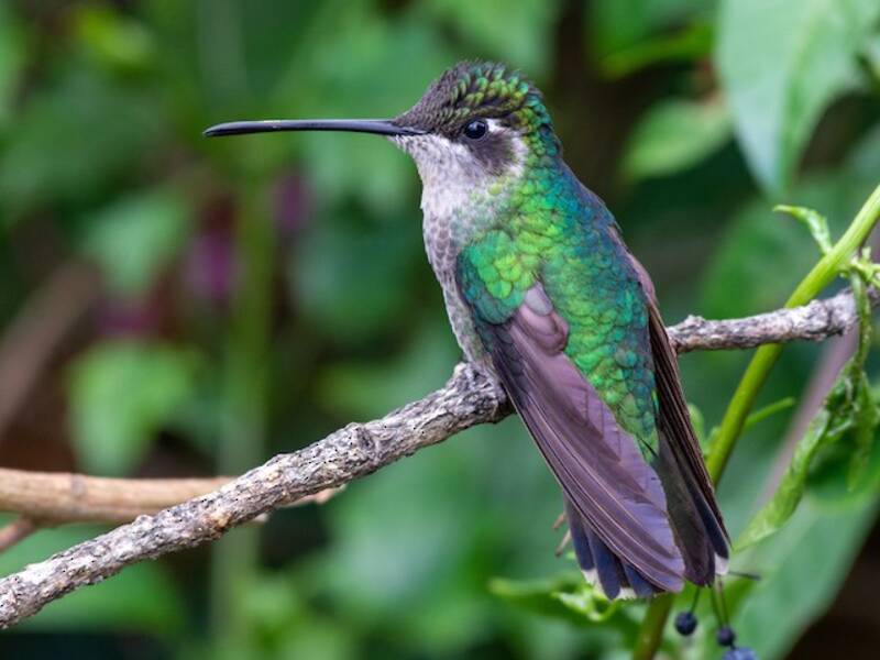 Talamanca Hummingbird (Eugenes spectabilis)