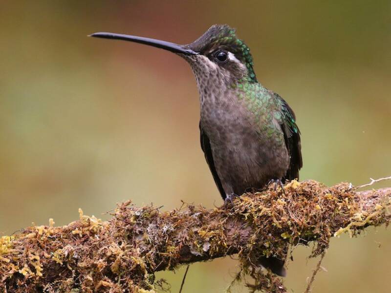 Colibri de Talamanca, Photos 2