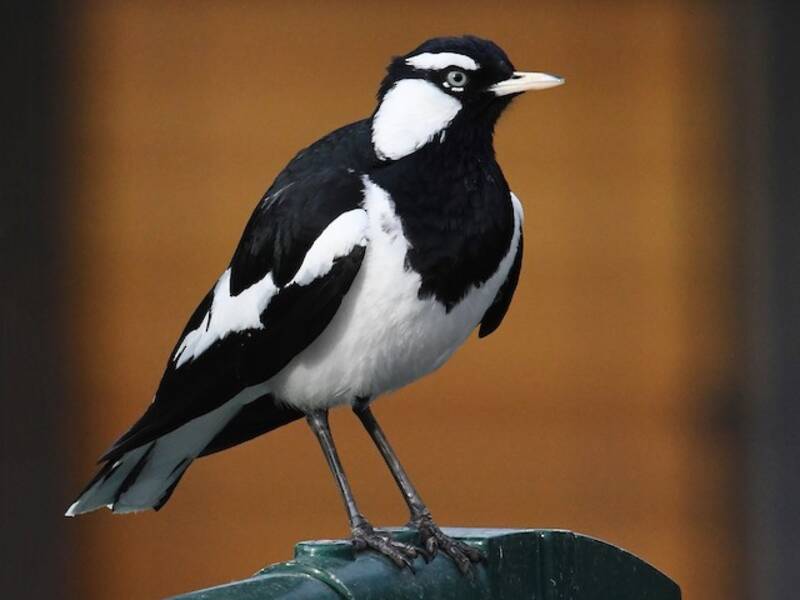 Magpie-lark