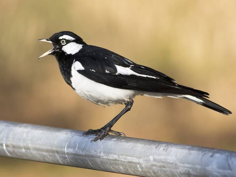 Magpie-lark, Photos 2
