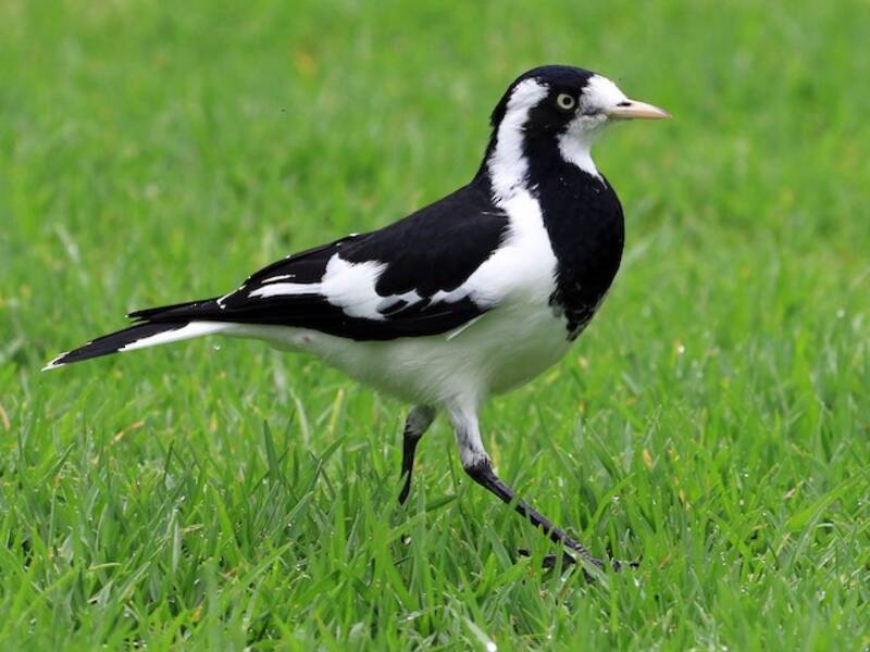 Magpie-lark, Photos 4