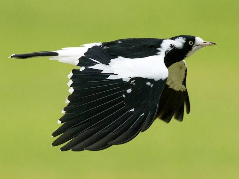 Magpie-lark, Photos 3