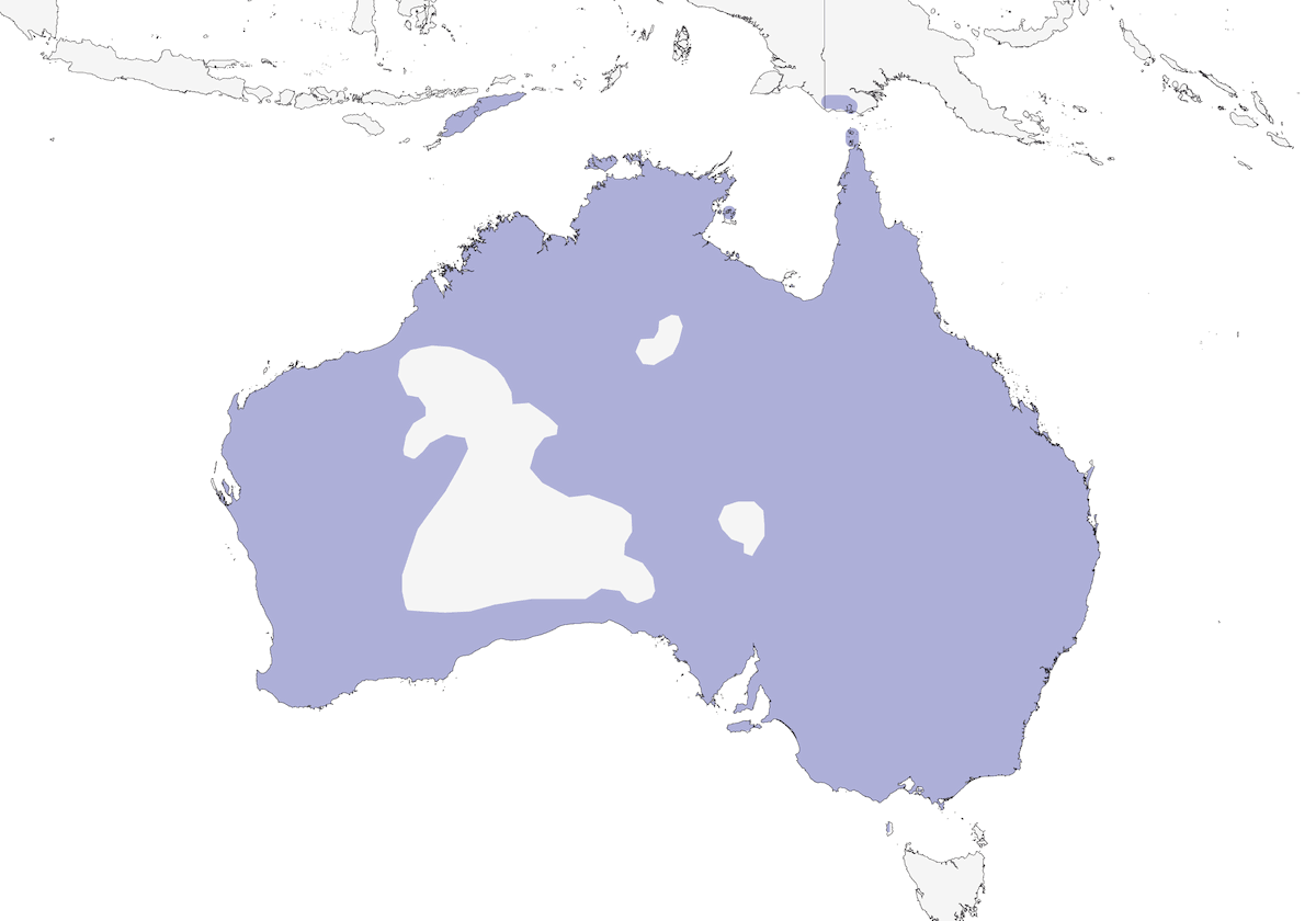 Magpie-lark, Distribution 1