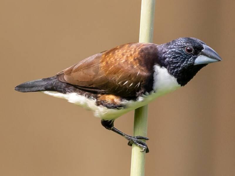 Munia Urraca, Fotos 3