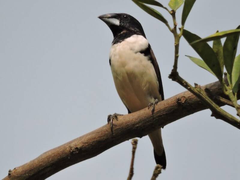 Munia Urraca, Fotos 4