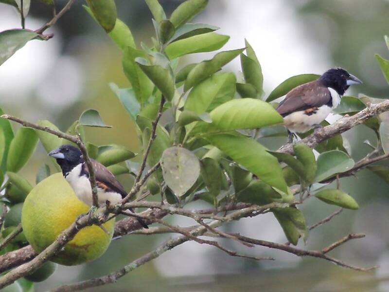 Munia Urraca, Fotos 2