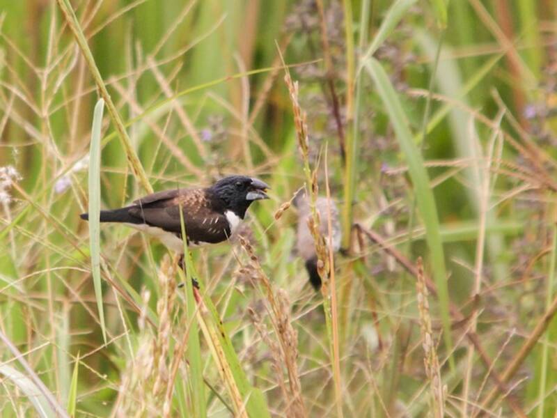Munia gazza
