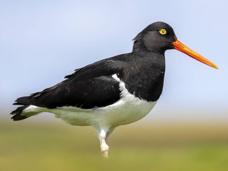 Magellanic Oystercatcher, Photos 2