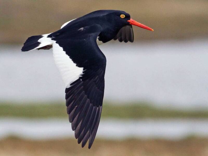 Magellanic Oystercatcher, Photos 3