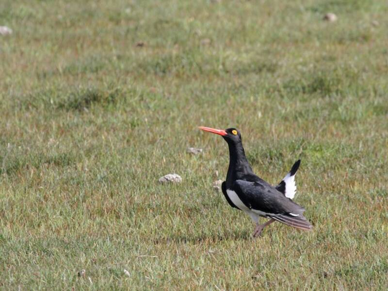 Magellanic Oystercatcher, Photos 4