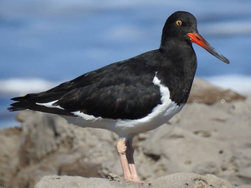 Magellanic Oystercatcher