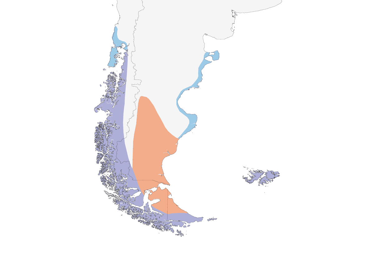 Magellanic Oystercatcher, Distribution 1