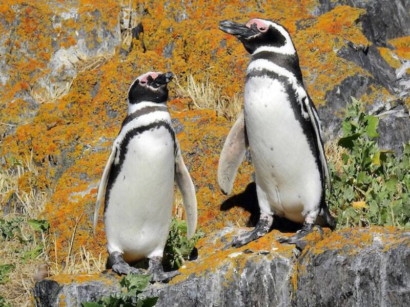 Pingüino de Magallanes, Fotos 4