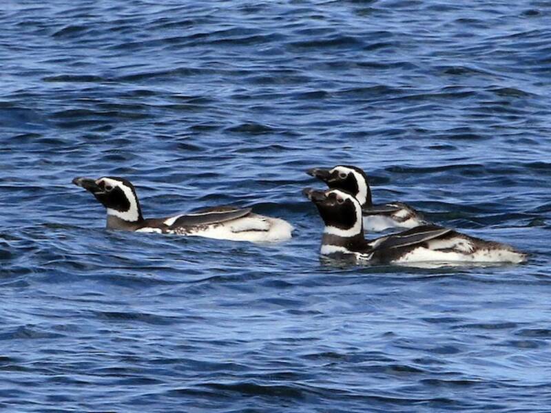 Pingüino de Magallanes