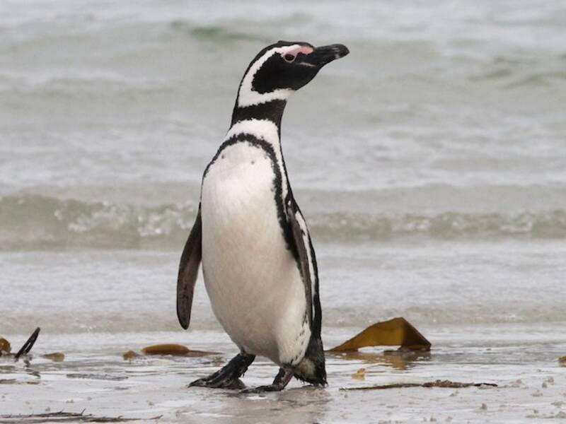 Pingüino de Magallanes, Fotos 2