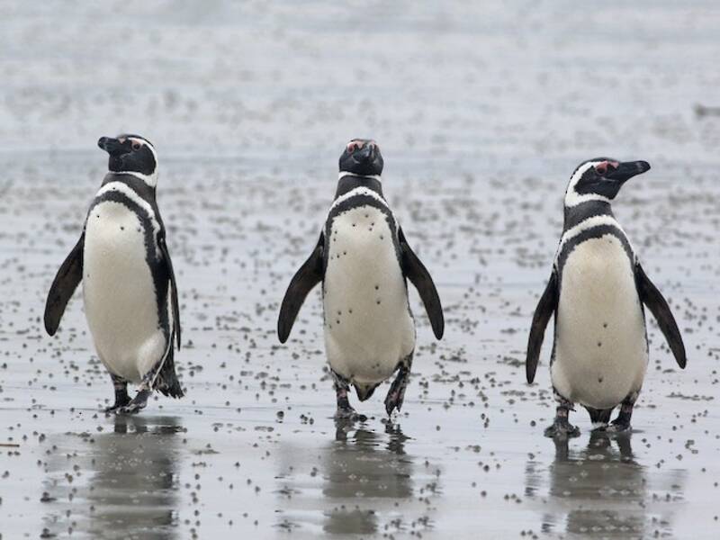 Pingüino de Magallanes, Fotos 3