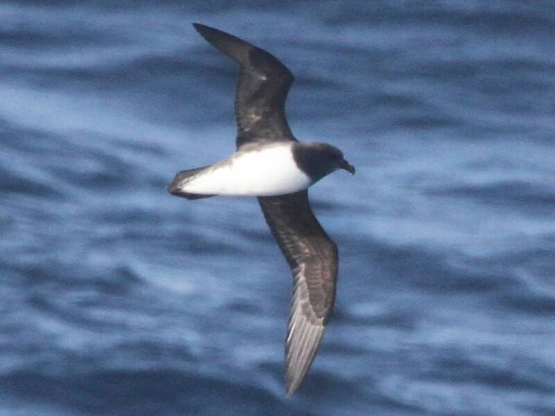 Petrel de Magenta, Fotos 3