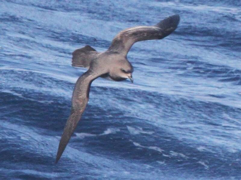 Petrel de Magenta, Fotos 4