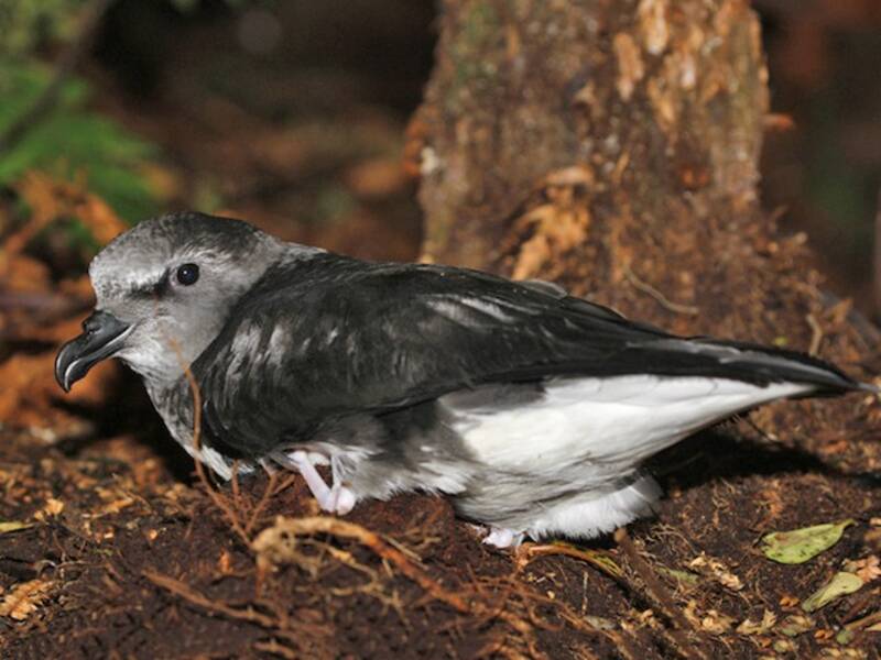 Petrel de Magenta, Fotos 2