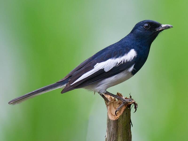 Oriental Magpie-Robin, Photos 3