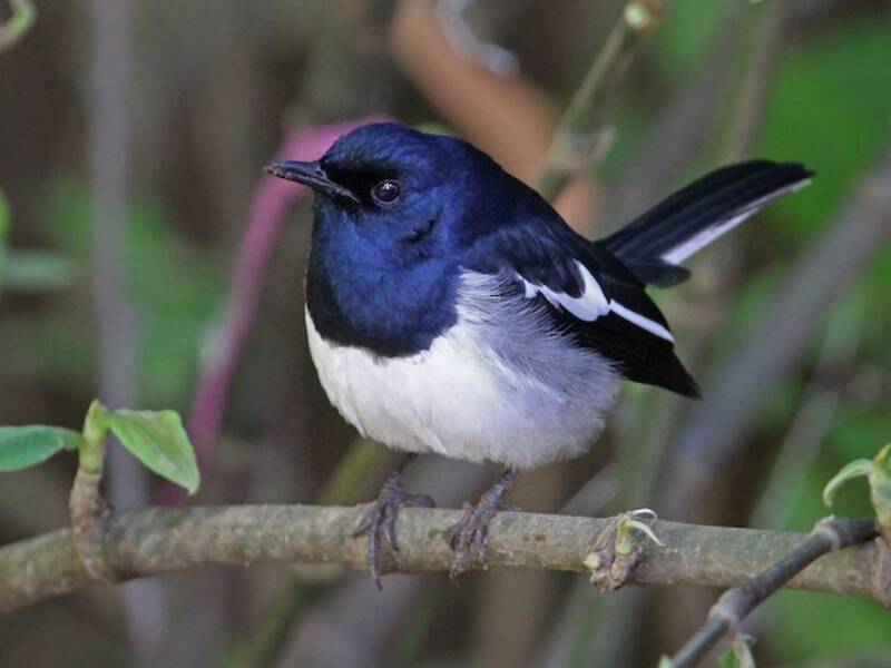 Oriental Magpie-Robin, Photos 2