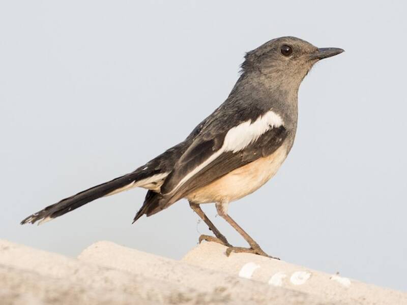 Oriental Magpie-Robin, Photos 4