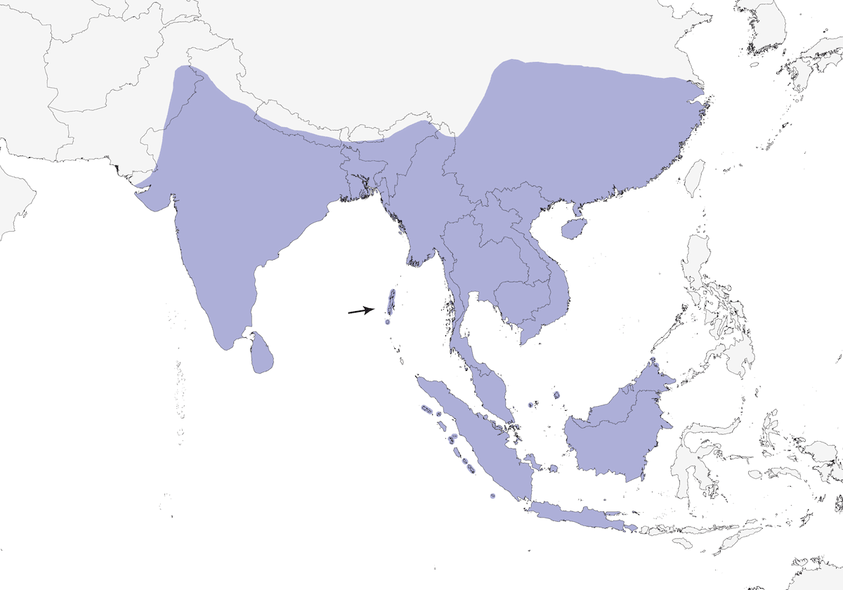 Oriental Magpie-Robin, Distribution 1