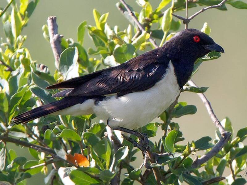 Magpie Starling, Photos 4