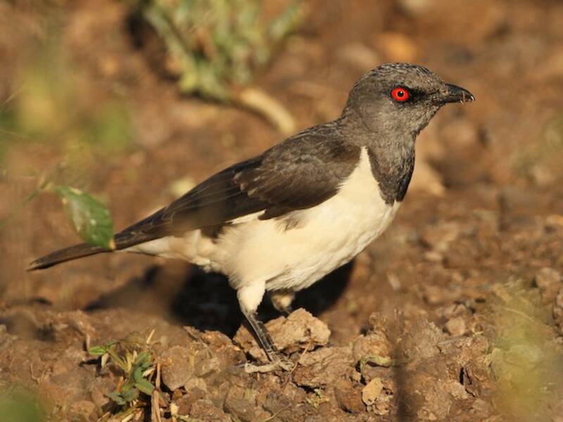 Magpie Starling, Photos 2