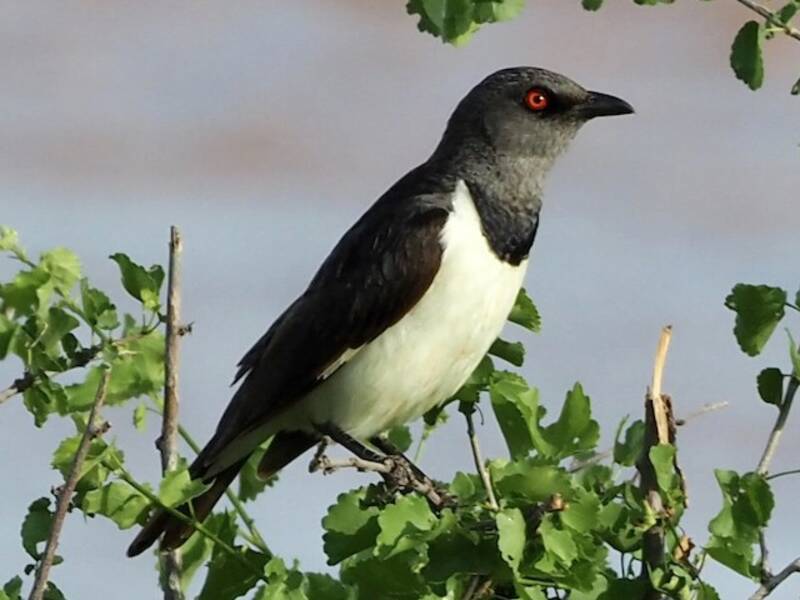 Magpie Starling