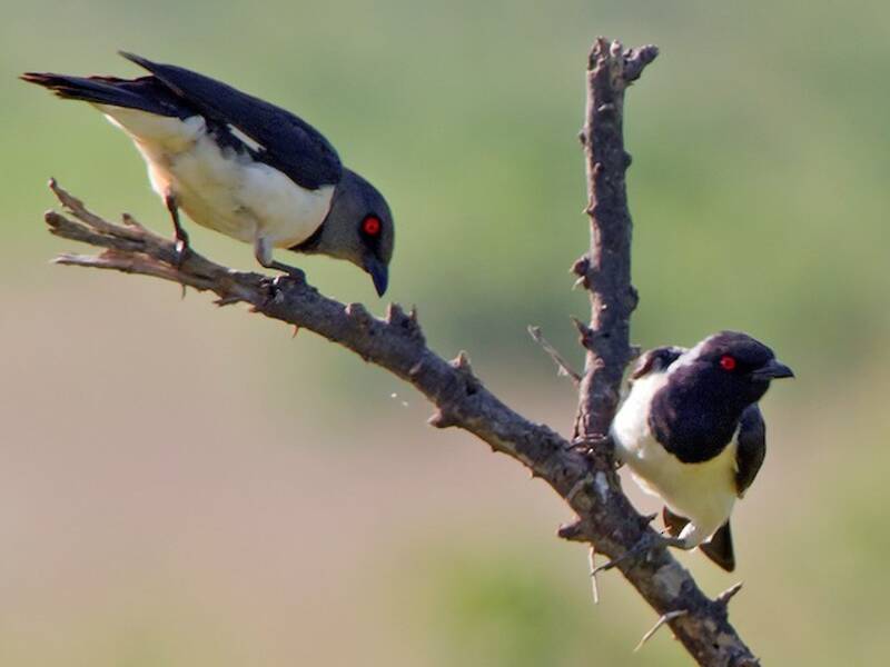 Magpie Starling, Photos 3