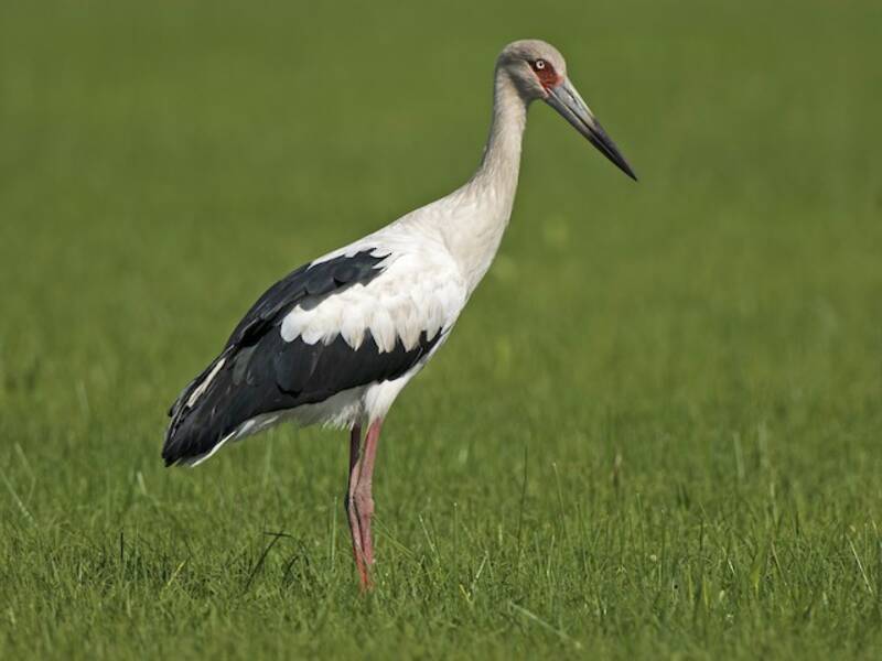 Maguari Stork, Photos 4