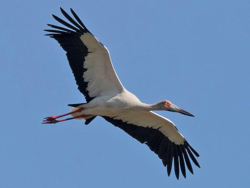 Maguari Stork, Photos 3